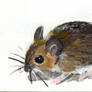 Postcard Fieldmouse