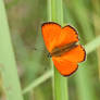 Lycaena virgaureae 2