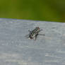 Fly