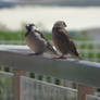 Sparow couple