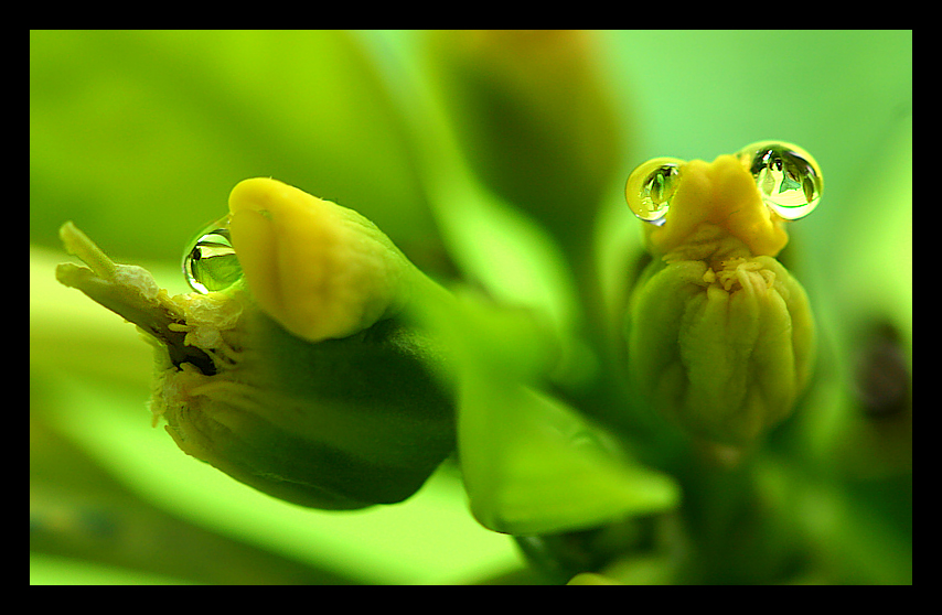 alien buds