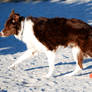 Red Border Collie Dog