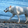 White German Shepherd 2