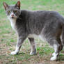 Grey Tabby Cat Lookback