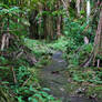 Rainforest Path
