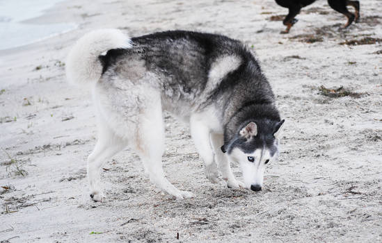 Grey Husky Sniff