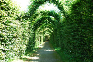 Tree-lined Garden Path Wide