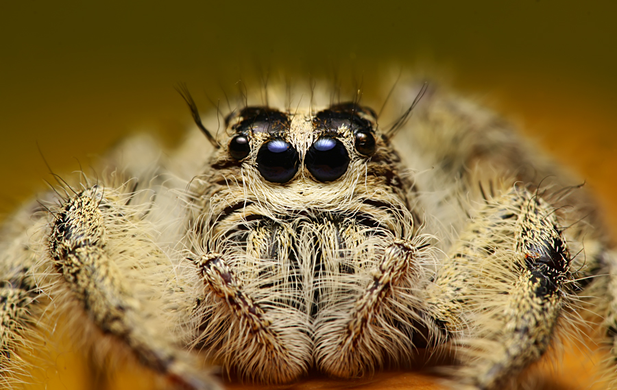 Frontal Spider Jump