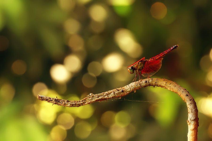 DragonFly n Bokeh