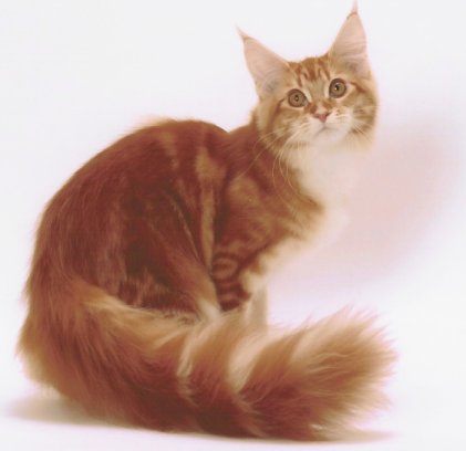 my dream cat