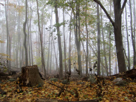 Misty Woods