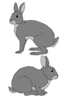 Rabbit Templates