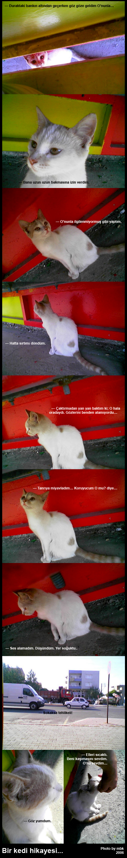 Bir kedi hikayesi...