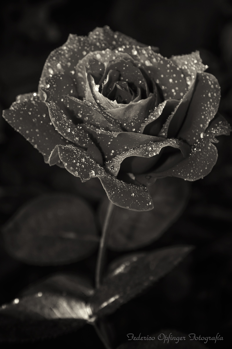 Rose B/W