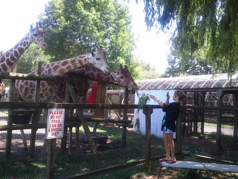 MY COUSIN FEEDING GIRAFFES