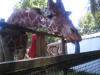 GIRAFFE TONGUE