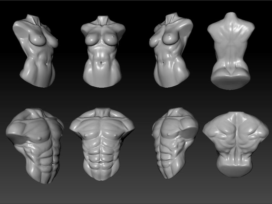 Torso Study Female male and female torso study by kiister on DeviantArt