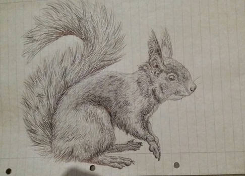 Squirrel