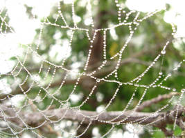 Curtains of dew