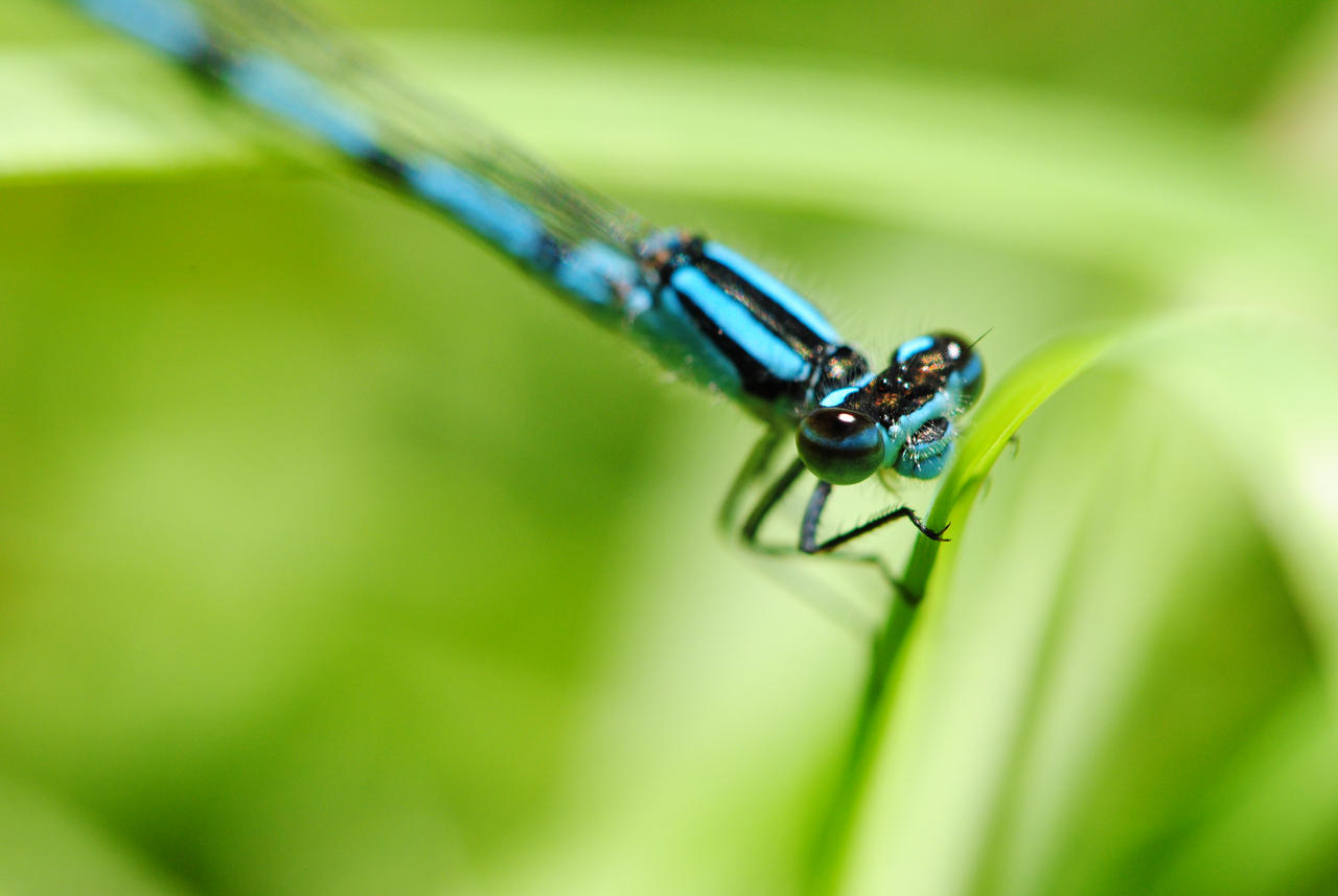 Damsel Eyes