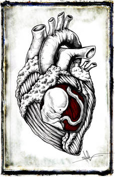 Fetal Heart