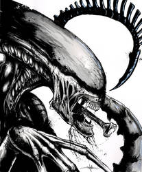 Xenomorph