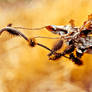 dried thorny bush