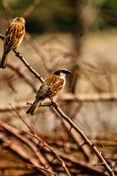 Sparrows