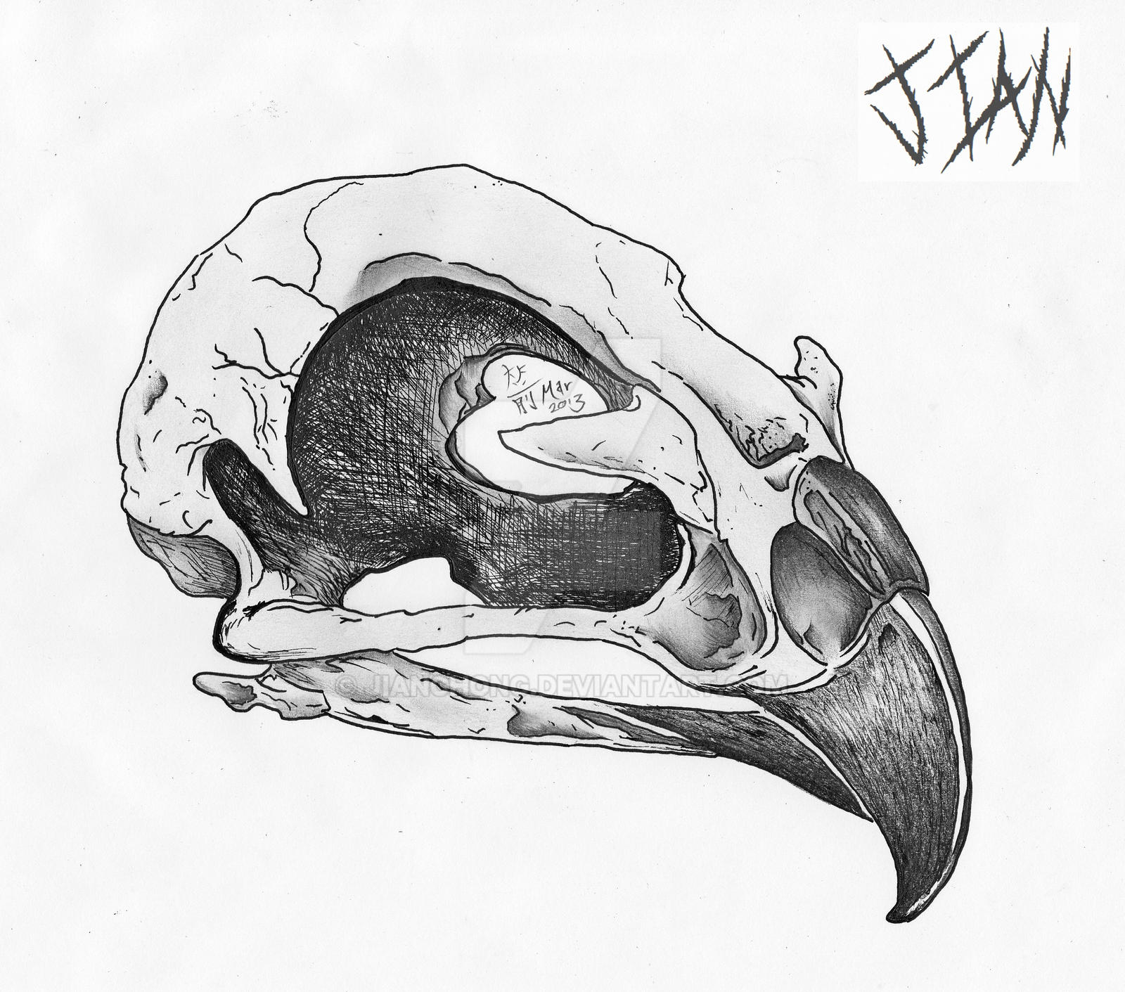 Bird Skull by jianchong on DeviantArt