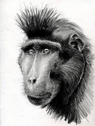 Crested Black Macaque by ninjason57