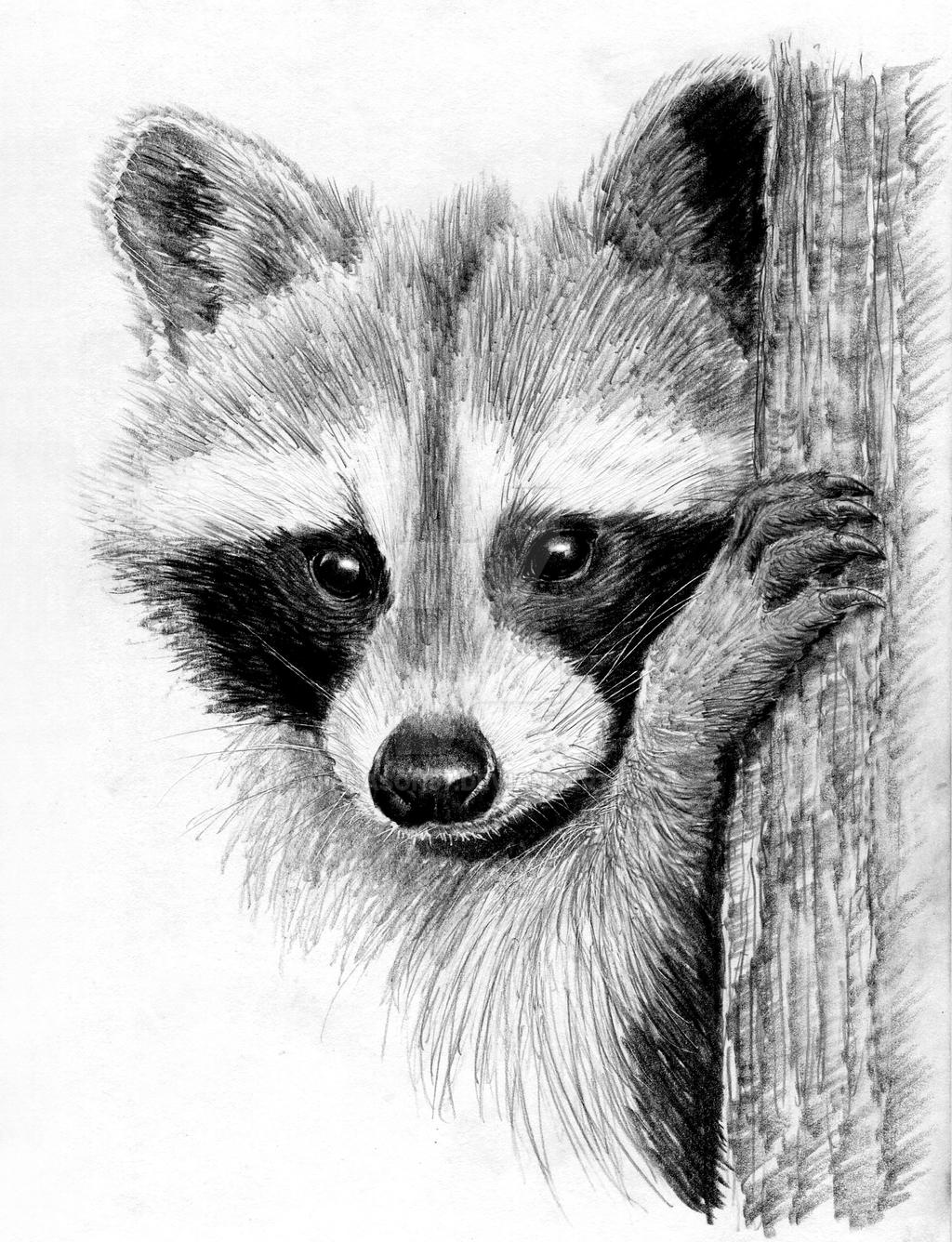Sketched Racoon Raccoon Sketch by ninjason57 on DeviantArt