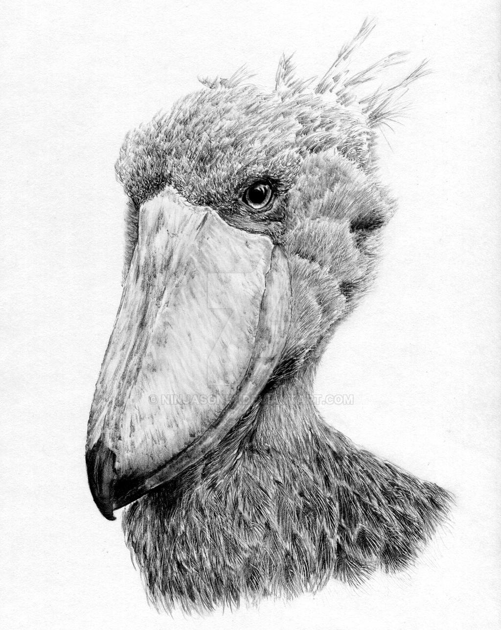 Shoebill Loftwing by ninjason57 on DeviantArt