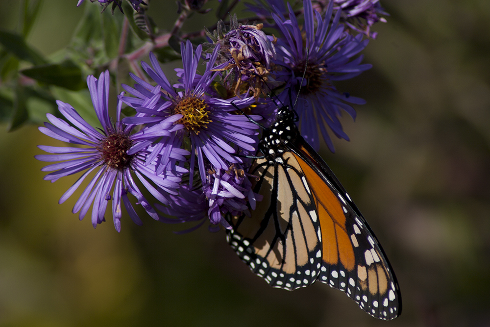 Butterfly Compliments