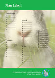 Bunny Timetable 4