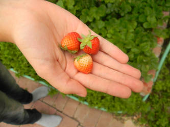 Freshly picked Strawberries