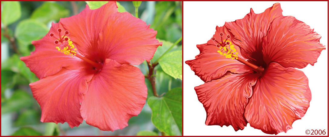 Vectorization of the Hibiscus