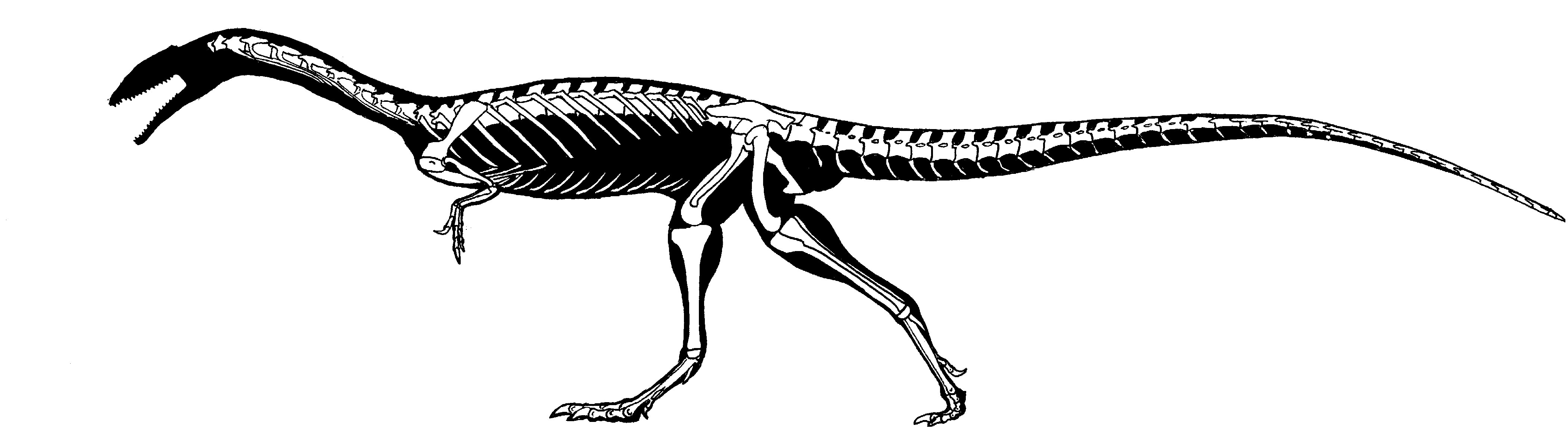 Elaphrosaurus (2002) by Franz-Josef73 on DeviantArt