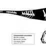 Concavenator Skeleton