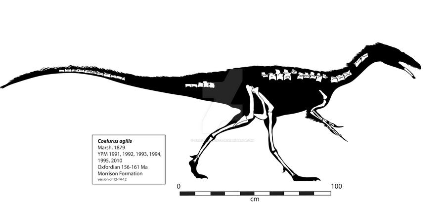 Coelurus Deviantart Coelurus Skeleton by Franz-Josef73 on DeviantArt