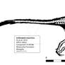 Linheraptor (Tsaagan?) Skeleton