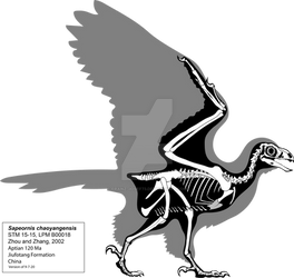 Sapeornis Skeleton