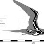 Royal Tern Skeleton
