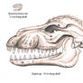 Gojira vs. T. rex skulls
