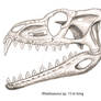 Rhedosaurus (Beast from 20,000 Fathoms) Skull