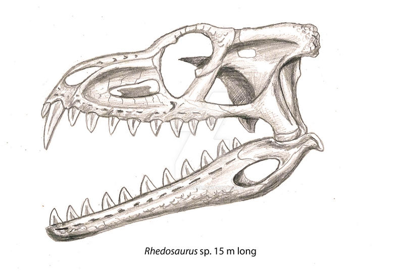 Rhedosaurus (Beast from 20,000 Fathoms) Skull