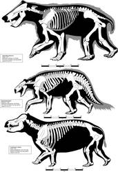 Pantodont skeletal reconstructions updated