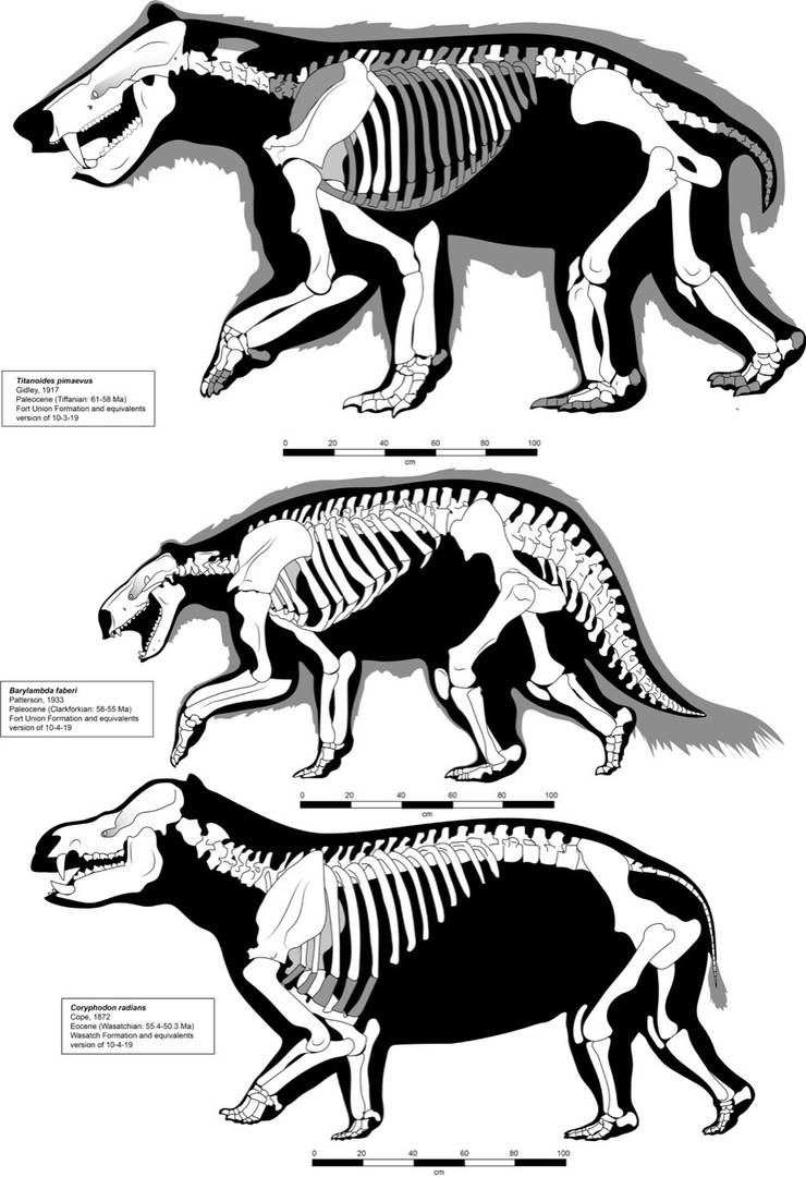 Barylambda Skeleton Pantodont skeletal reconstructions updated by Franz-Josef73 on DeviantArt