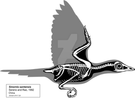 Sinornis santensis skeletal diagram