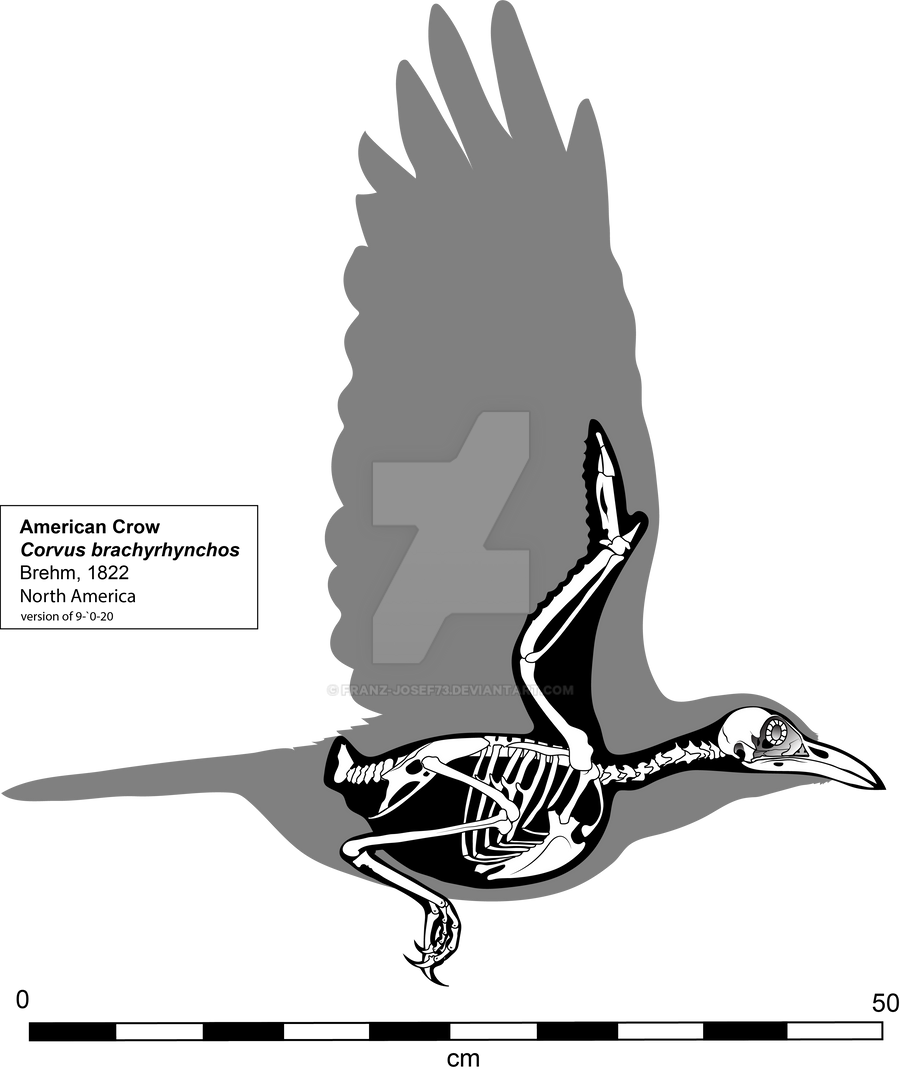 Crow Dissection American Crow skeletal diagram by Franz-Josef73 on DeviantArt