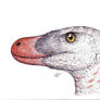 Acheroraptor portrait